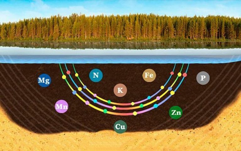 Diagram showing how sapropel forms beneath a freshwater lake, retaining minerals like Mg, Mn, N, K, Fe, Cu, Zn and P